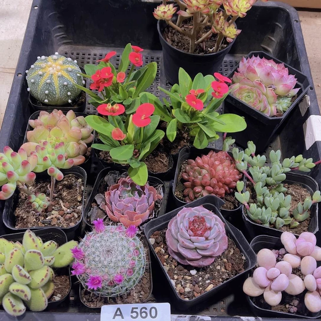 多肉560多肉植物
