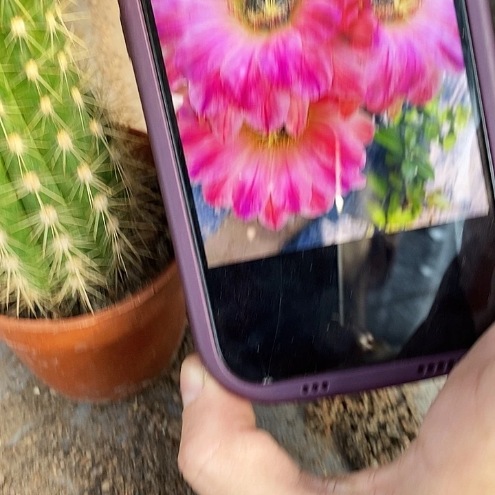 漂亮宝贝仙人球，25789000