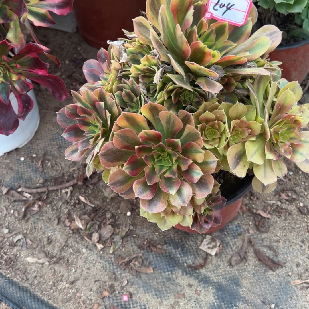 204洛神多肉植物法师多肉