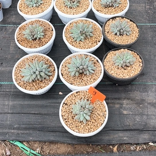 彩体哥特9号码牌子的话题