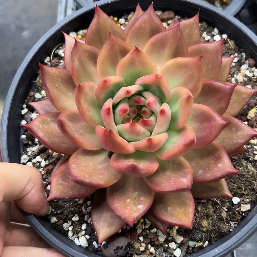 粉钻18 零零多肉植物