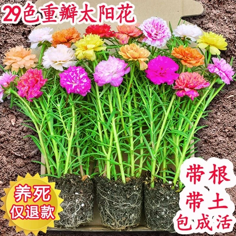 花卉进口重瓣太阳花苗混色盆栽带根四季开花阳台植物室内庭院花苞