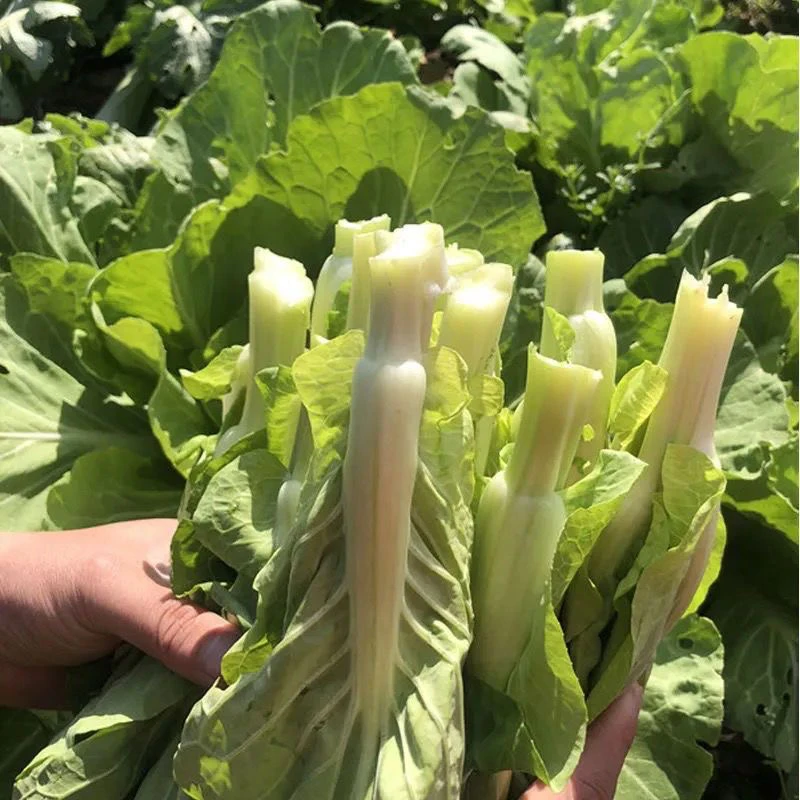 湖南露天种植新鲜白菜苔农家现摘现发当季蔬菜叶子腊肉菜伢菜苔