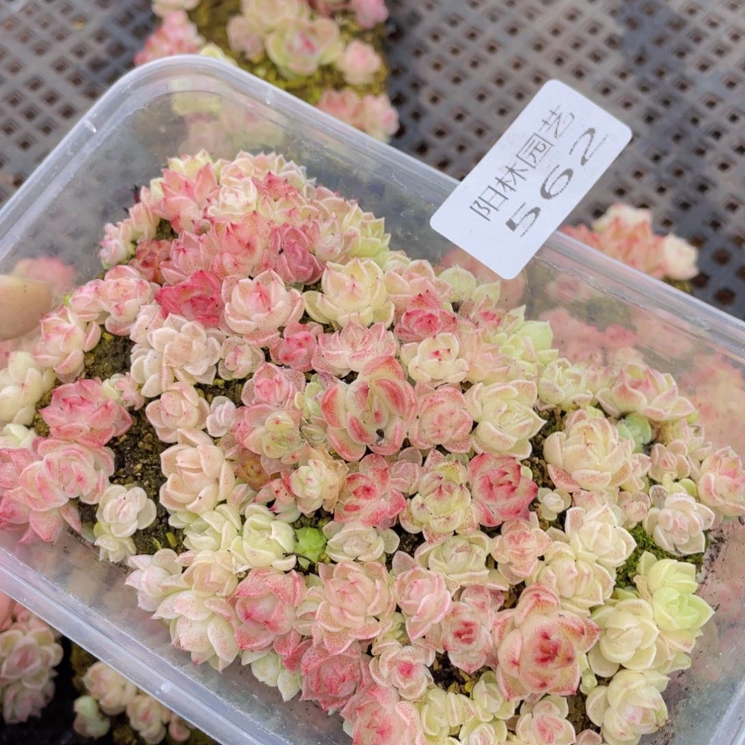 多肉植物多肉植物562