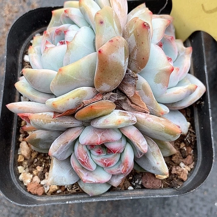 多肉植物石榴籽2050