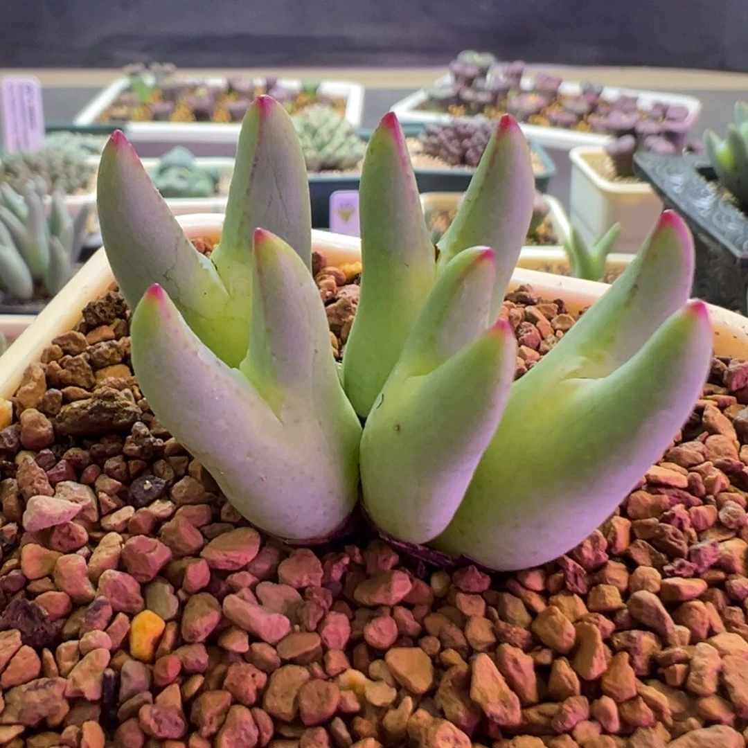 b***u专拍专拍 肉锥植物