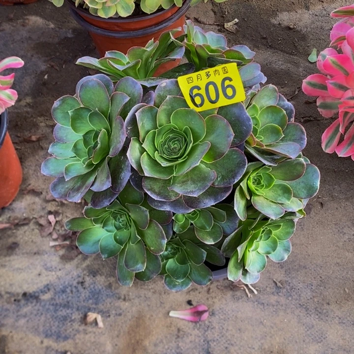 多肉美金玫瑰000606