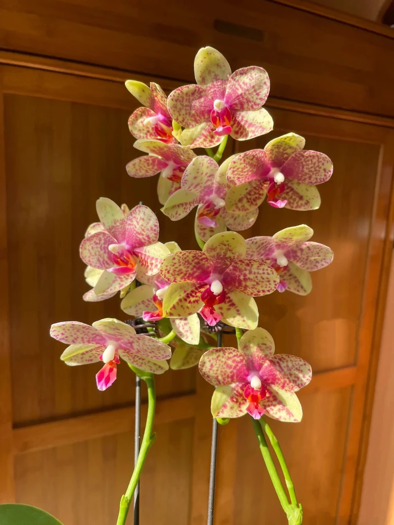 蝴蝶兰【格罗塞托】安祖粉色斑点中花蜡质淡香3.0寸加高苗