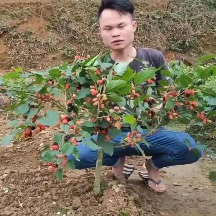 桑树苗无籽大十桑葚苗树莓地栽盆果树苗南方北方种植当年结果
