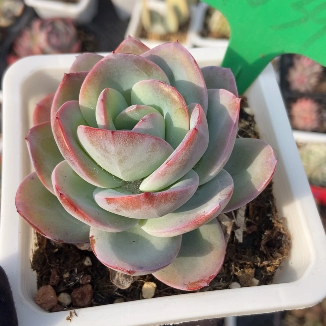 1039布鲁蓝多肉植物保护