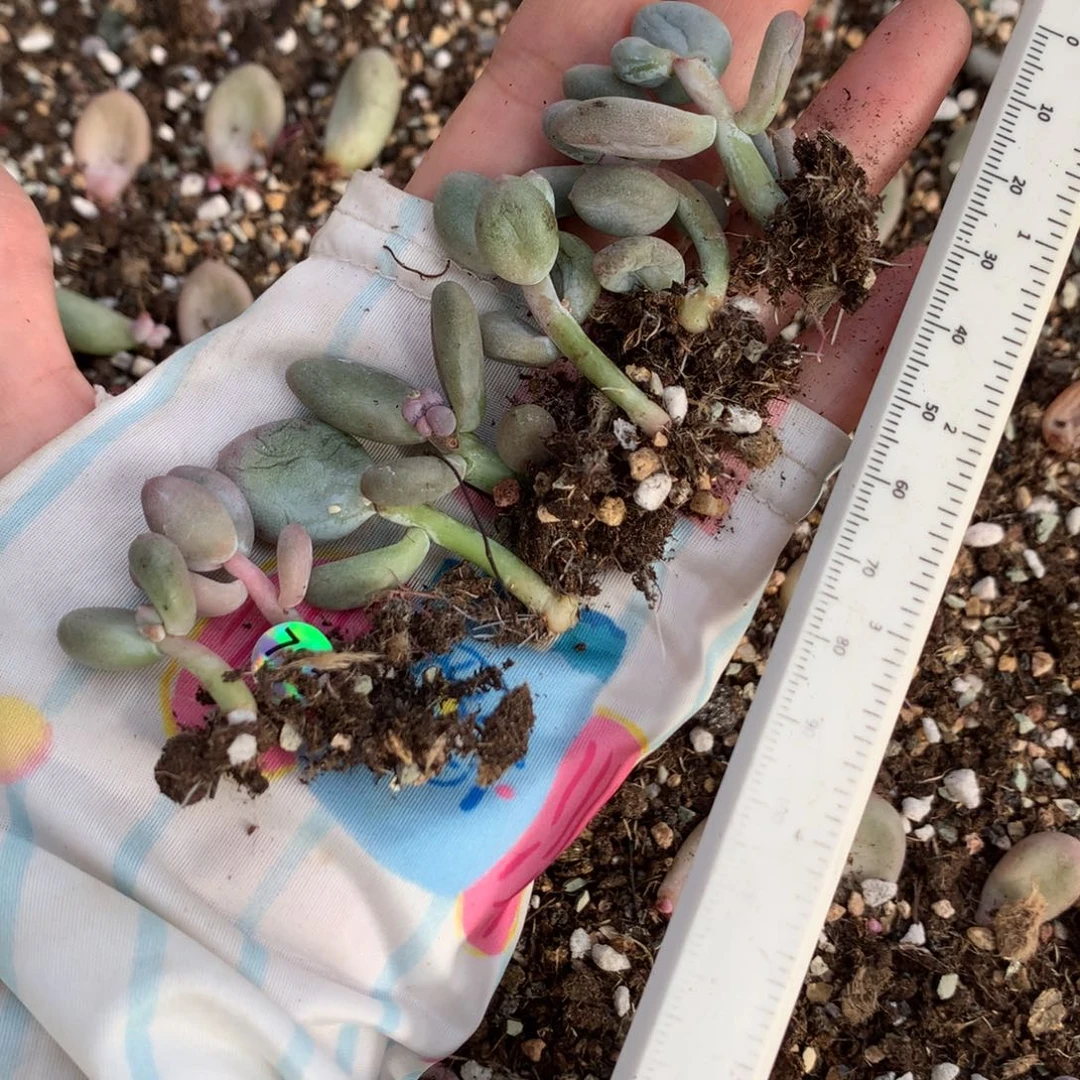 瑕疵特价不售后啊啊迷雾