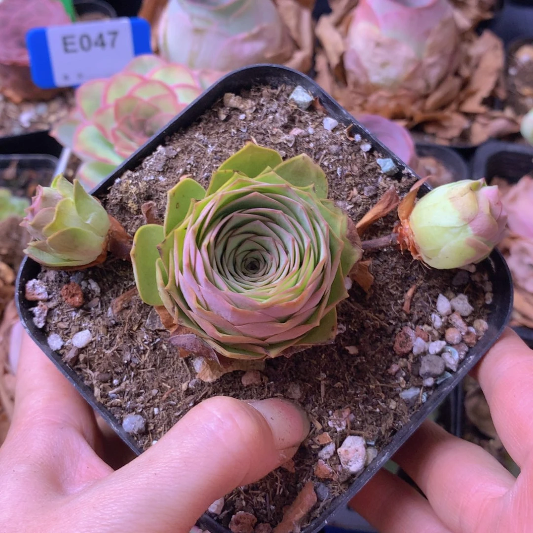 一物一拍星辰福利721