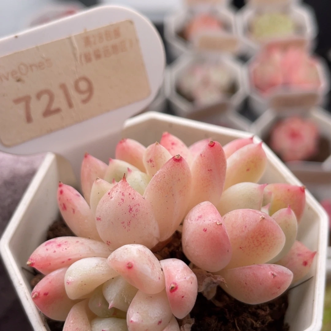 西施7219-6.0厘米