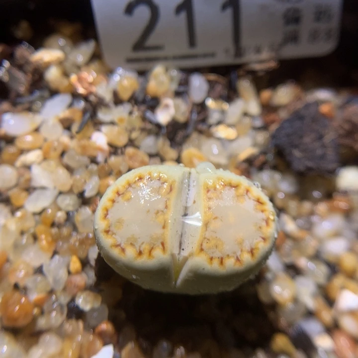 精品生石花117.211黄绿饼干