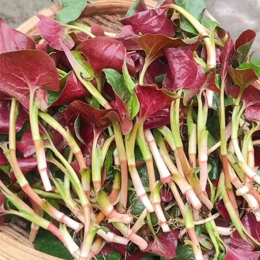 新鲜鱼腥草嫩叶折耳根新鲜嫩叶侧耳根叶子凉拌嫩叶