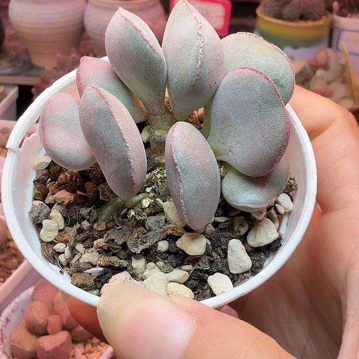 潮***）水蜜桃的味道真的是绝美