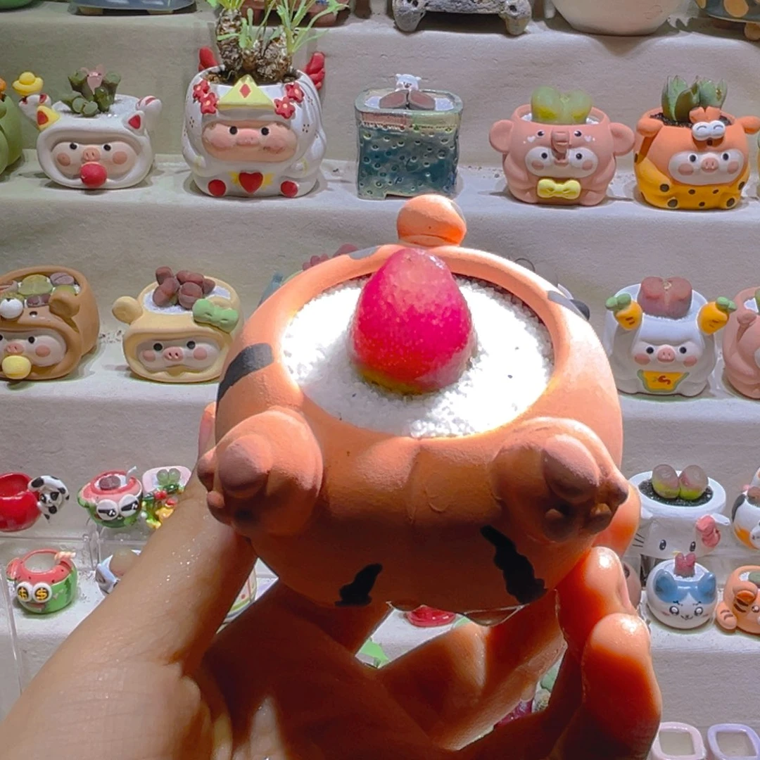 072高端多肉带盆土一套58