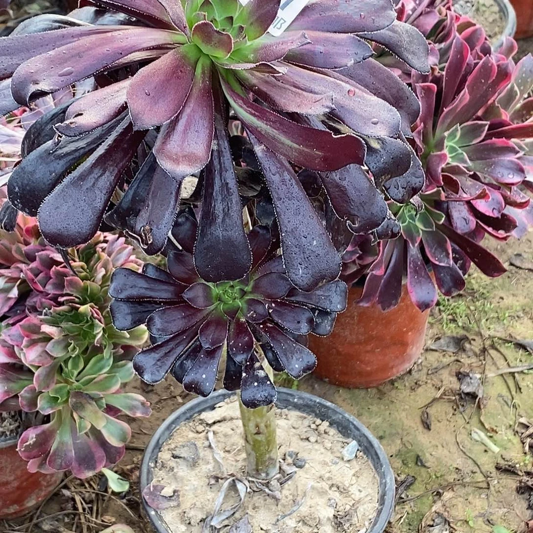 草***丁277多肉植物包邮不包断枝