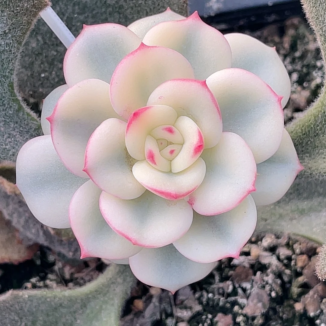 尚品园艺福利锦三文鱼嫁接