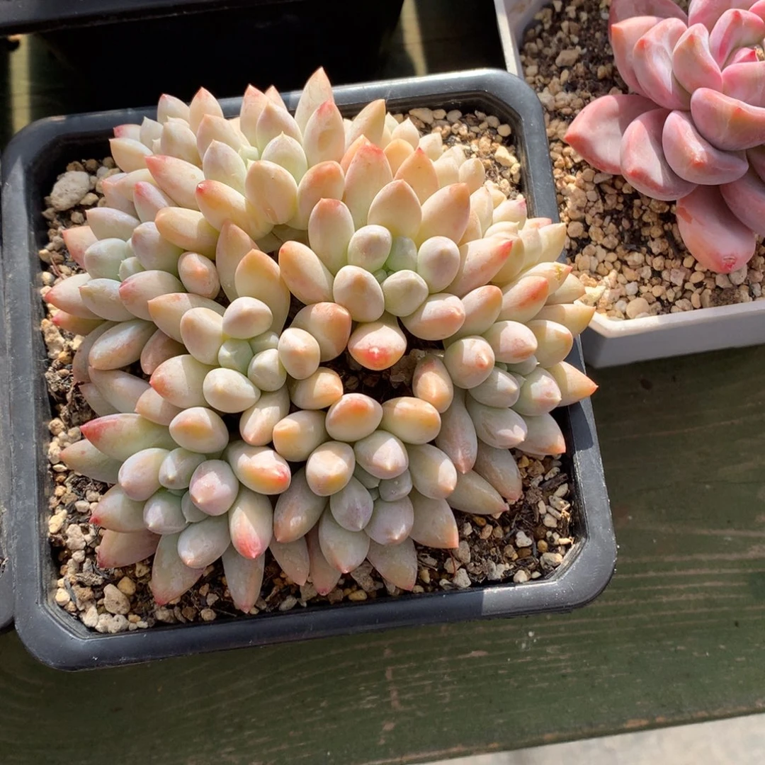 我们家的小仙女们