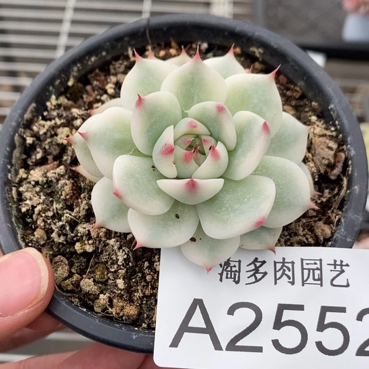 吉娃娃锦多肉植物A2552
