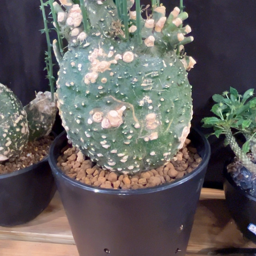 米***特潮流植物潮流植物