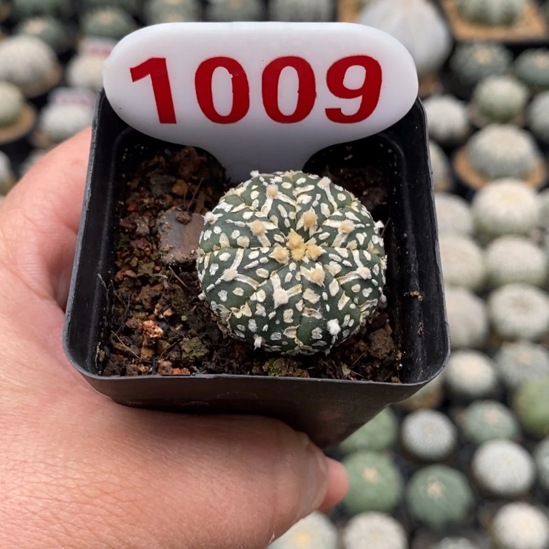 1009福利系列来了哦亲