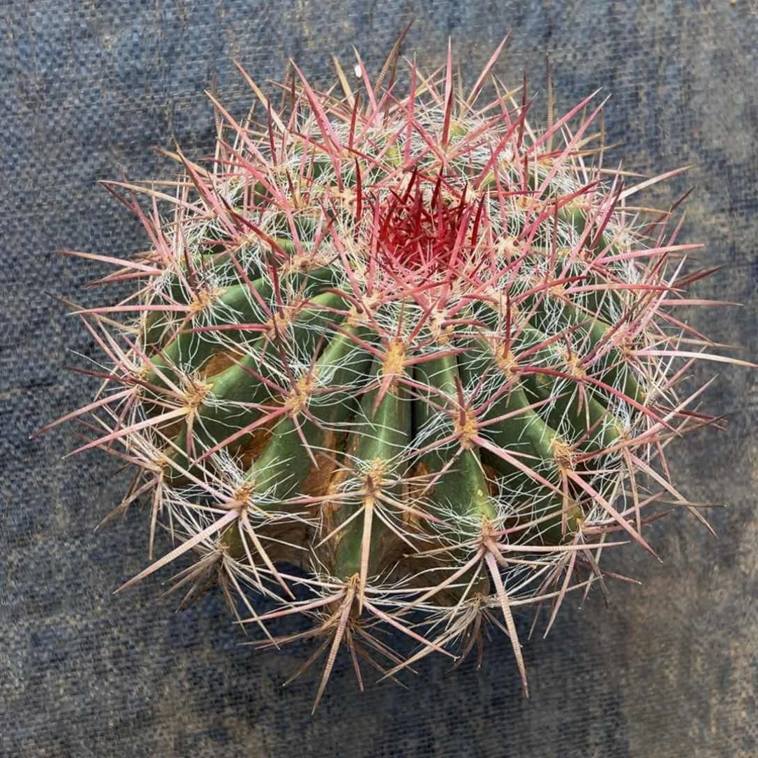 墨西哥稀有带须红虎（漏价）