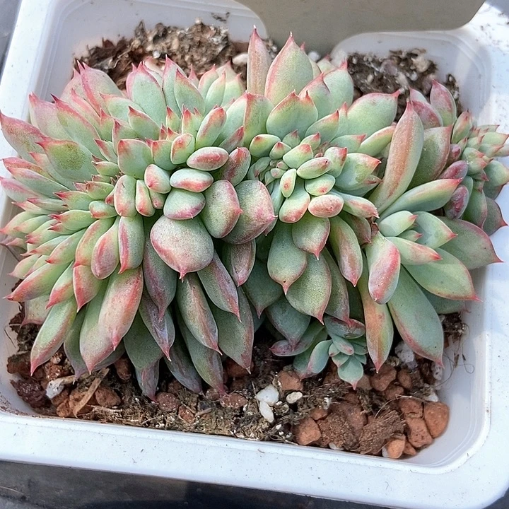 多肉植物缀化067多肉