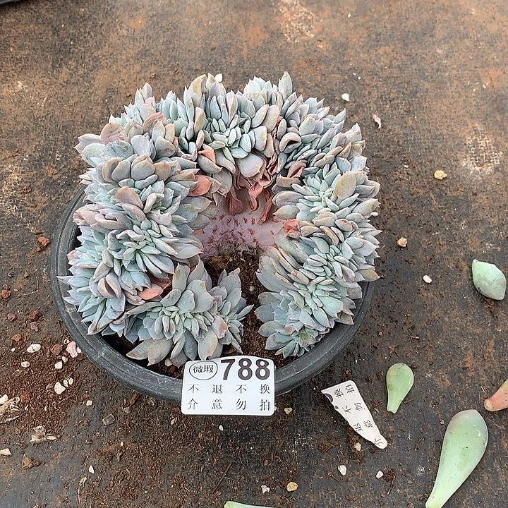 白茶缀化默认瑕疵 非偏远38包邮 节后发