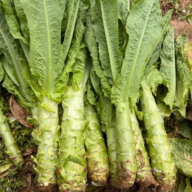 四川巴中农家自种小莴笋新鲜炒肉炖汤