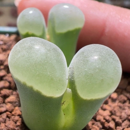 4年2151极窗一颗884。