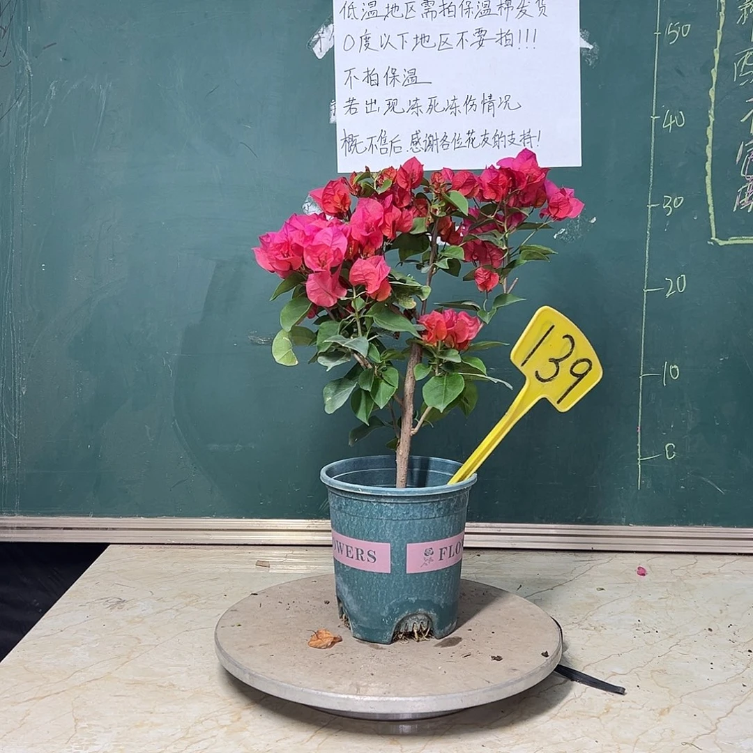 完全开放加州红 139