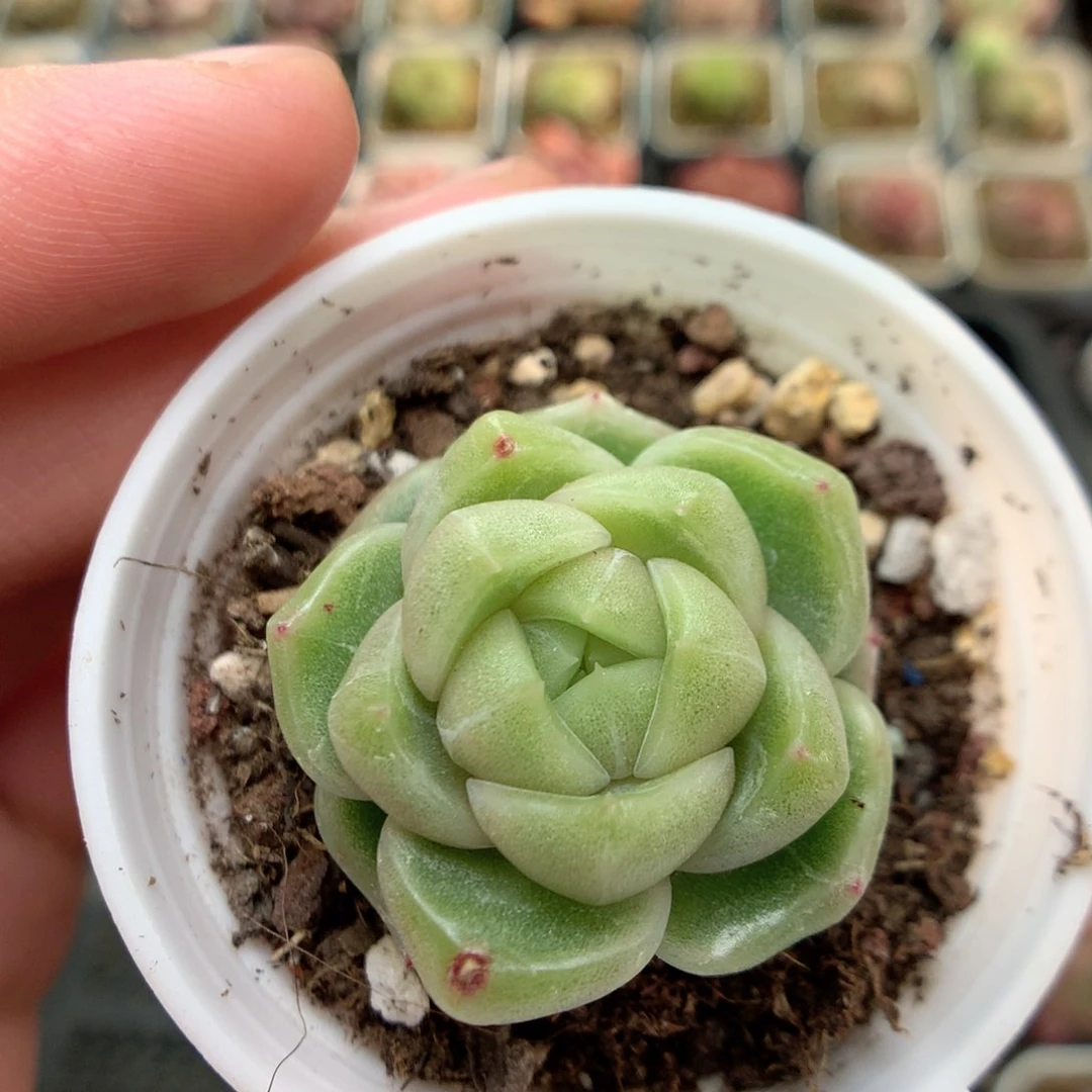 E81 ，柿子多肉20包邮两天凑单，偏远地区不发货