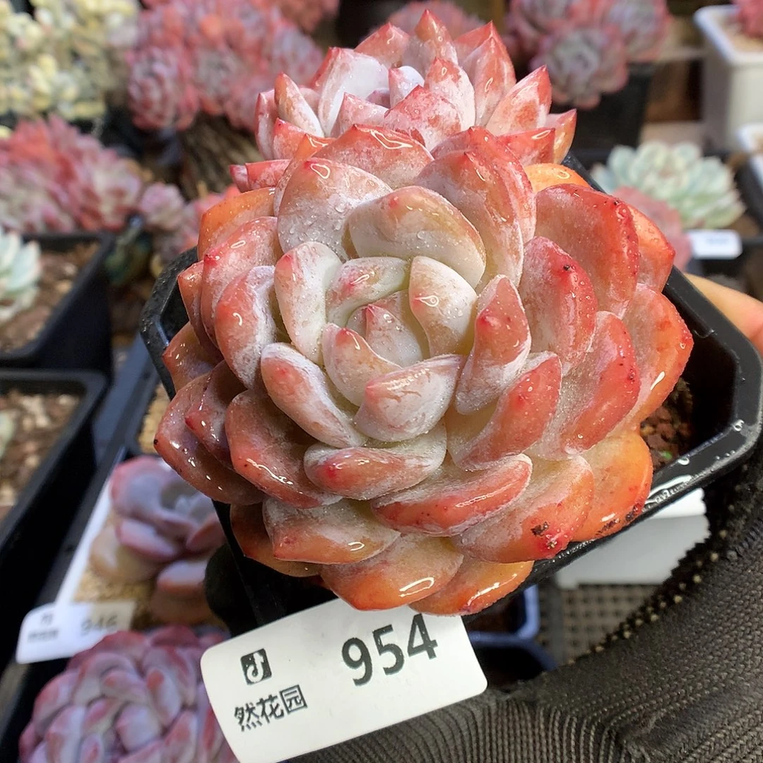 954雪天使多肉植物66666