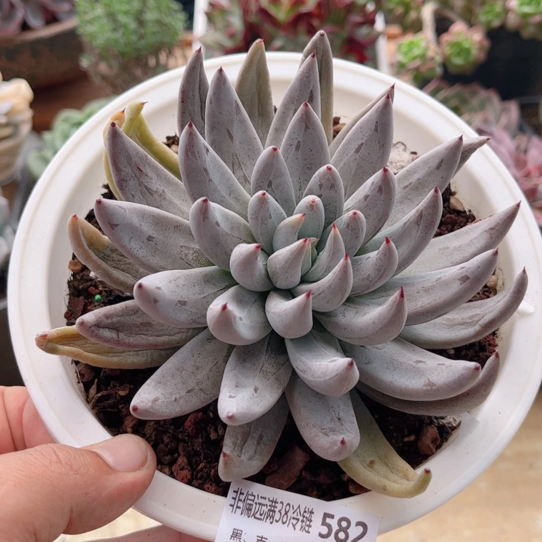 582魔抓德华多肉