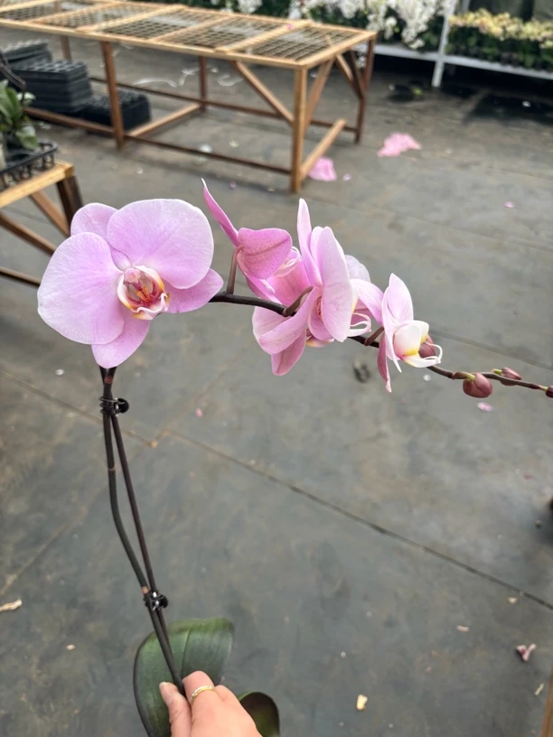 江山美人——蝴蝶兰 开花发货 室内绿植