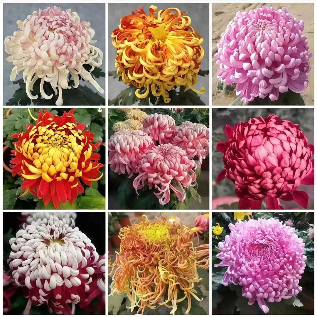 10棵菊花苗多年生植物四季开花大菊花盆栽室内外阳台庭院花卉绿植