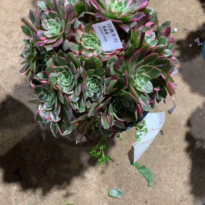 544万花桶多肉植物特价