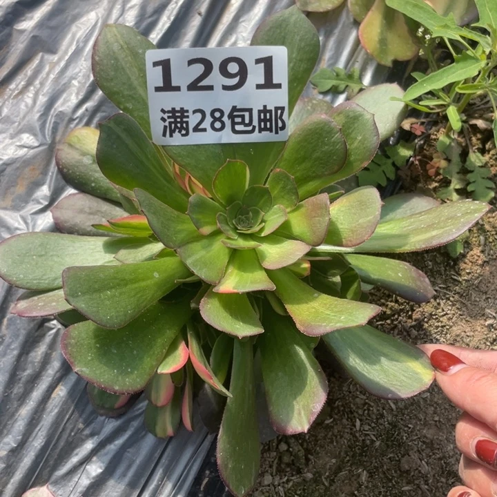 1291二号棚七彩多肉植物M