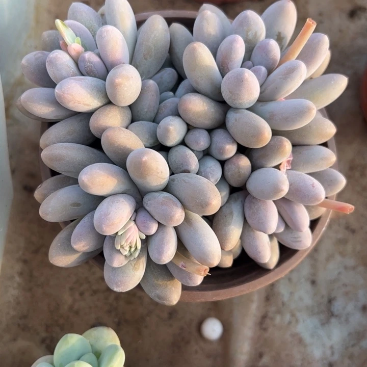 汤圆多头多肉植物