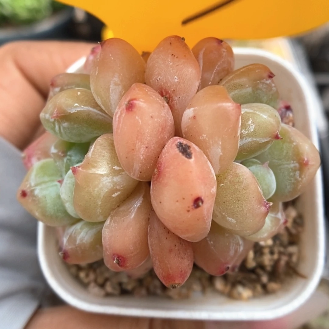 泡芙双头可拍357号。