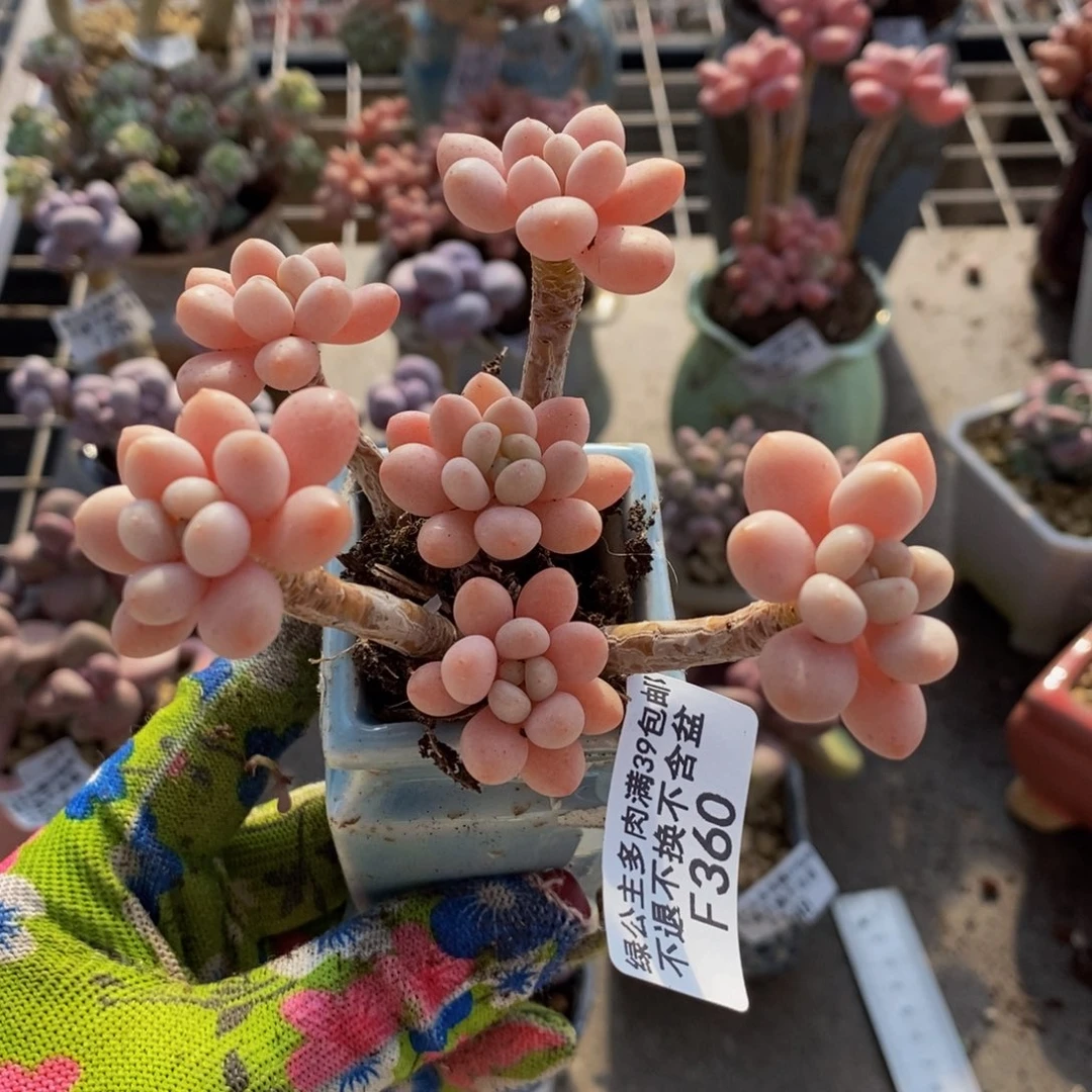 鱼子酱360/7cm多肉