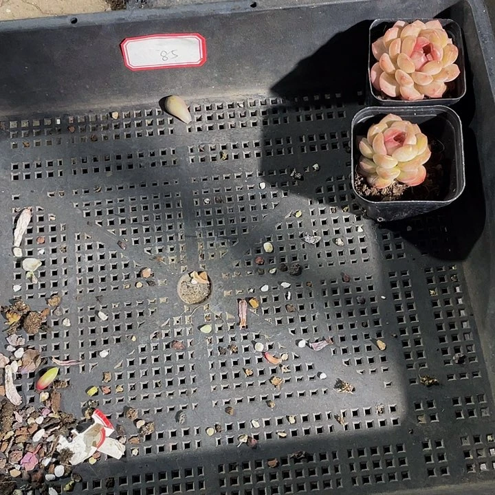 85号筐带盆土发货