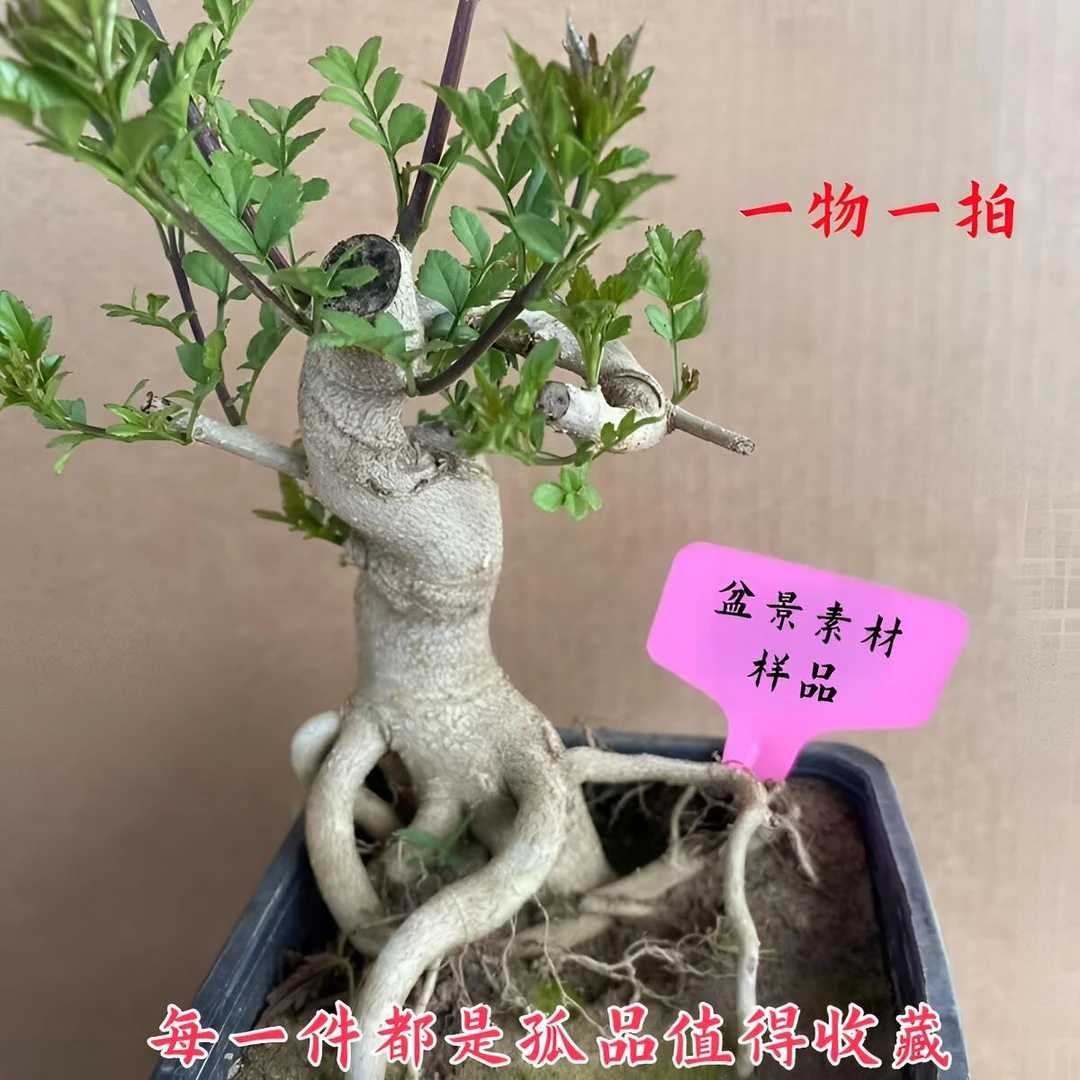 对节白蜡生桩小微盆景素材坨坨宝塔老桩造形阳台绿植精品矮霸树桩