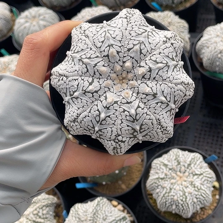 浓白海星v特价不退换