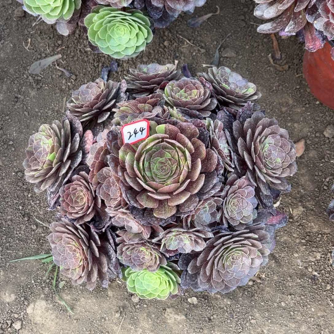 244多肉植物花月夜