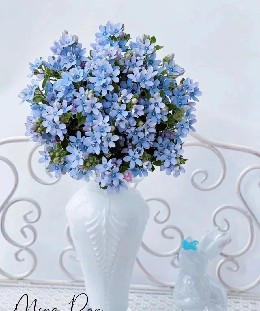 【蓝星花】云南昆明基地鲜切直发花家庭插花批发花束