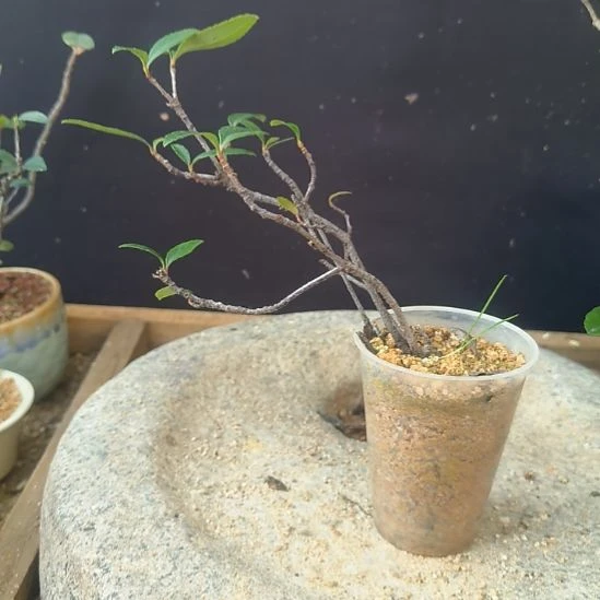 松***谷无花朵海岛春花