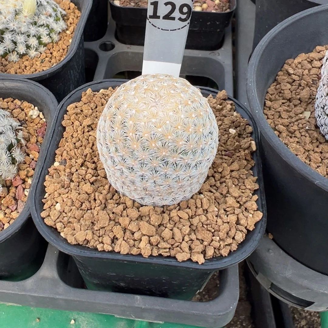 129实生根白岳丸多肉植物带盆土